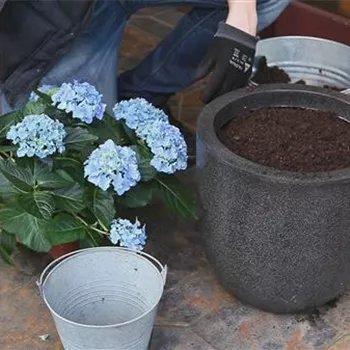 Hortensien - Einpflanzen in ein Gefäß