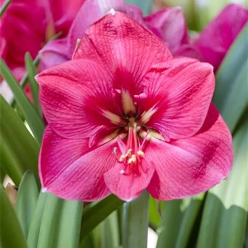 Amaryllis weiterpflegen