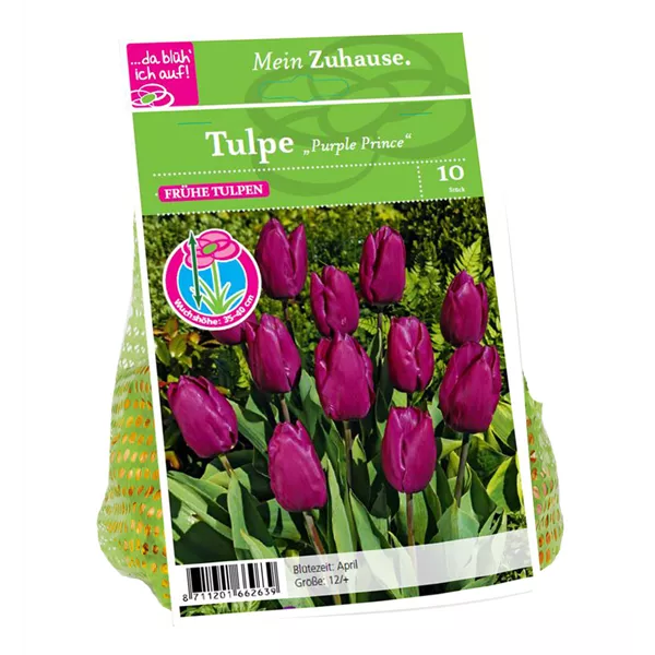 Blumenzwiebel Tulpe 'Purple Prince'