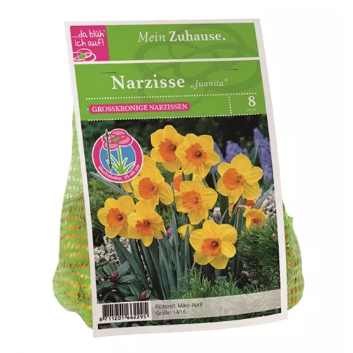 Blumenzwiebel Narzisse 'Juanita'