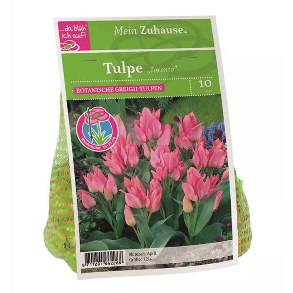 Blumenzwiebel Tulpe 'Toronto'