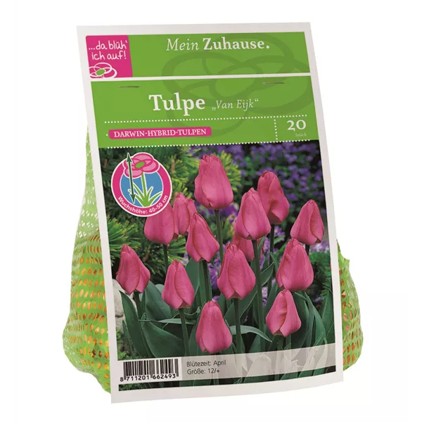 Blumenzwiebel Tulpe 'Van Eijk'