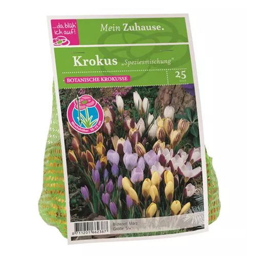 Blumenzwiebel Krokus Spezies Mischung