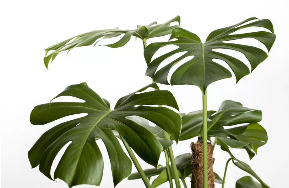 Juli 2019: Monstera