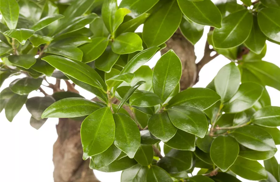 Ficus Ginseng hegen und pflegen