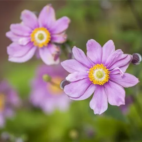 Anemonen bereichern Ihren Garten